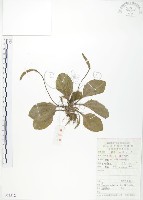 藏品(車前草)的圖片