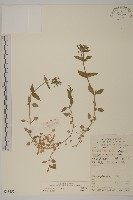 藏品(繁縷)的圖片