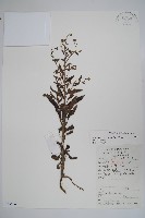 藏品(琉璃草)的圖片