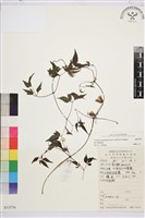 藏品(楊子鐵線蓮)的圖片