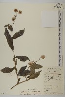 藏品(大頭艾納香)的圖片