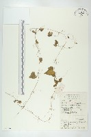 藏品(鈕子瓜)的圖片