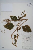 藏品(牛膝)的圖片