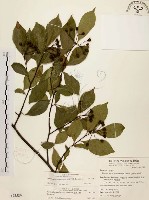 藏品(臺灣石楠)的圖片