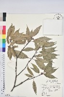 藏品(青剛櫟、鐵椆)的圖片