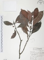 藏品(九節木、牛屎烏、青龍吐霧)的圖片