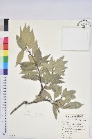 藏品(圓果青剛櫟)的圖片