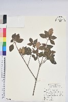 藏品(馬銀花)的圖片