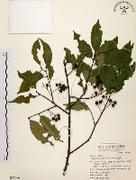 藏品(墨點櫻桃、黑星櫻)的圖片