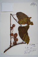 藏品(硬齒獼猴桃)的圖片