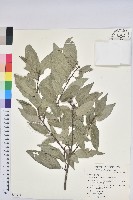 藏品(圓果青剛櫟)的圖片