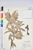 藏品(子彈石櫟、柯)的圖片