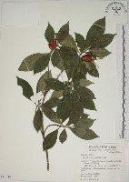 藏品(山黃梔)的圖片