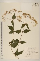 藏品(田代氏澤蘭)的圖片