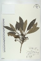 藏品(耿氏虎皮楠)的圖片