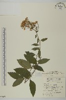 藏品(山白蘭)的圖片