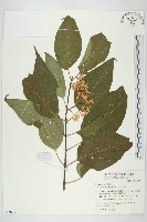 藏品(梜木)的圖片