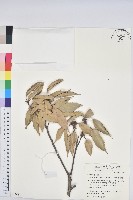 藏品(青剛櫟、鐵椆)的圖片