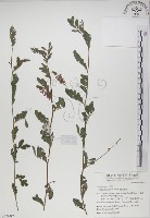 藏品(穗花木藍)的圖片