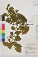 藏品(桶鉤藤)的圖片