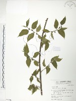 藏品(小構樹)的圖片