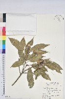 藏品(白背櫟)的圖片