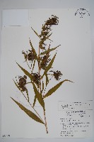 藏品(大本山梗菜)的圖片