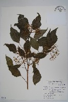 藏品(臺灣樹參)的圖片