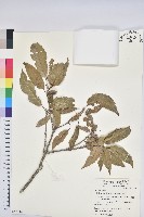 藏品(白背櫟)的圖片