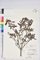 藏品(紅毛杜鵑)的圖片