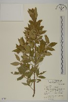 藏品(刺果衛矛)的圖片