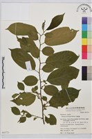 藏品(桶鉤藤)的圖片