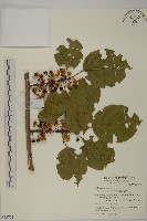 藏品(大葉南蛇藤)的圖片