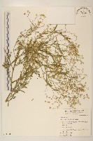 藏品(銀膠菊)的圖片