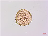 藏品(小豇豆)的圖片