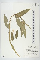 藏品(甕菜、空心菜)的圖片