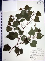 藏品(漢氏山葡萄)的圖片