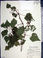 藏品(漢氏山葡萄)的圖片