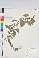藏品(鐵莧菜)的圖片