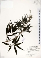 藏品(黃荊)的圖片