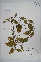 藏品(落葵)的圖片