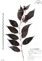 藏品(杜虹花，台灣紫珠)的圖片
