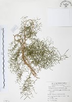 藏品(天門冬)的圖片