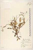 藏品(兔仔菜)的圖片