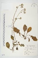 藏品(黃鵪菜)的圖片