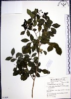 藏品(月橘)的圖片