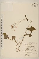 藏品(紫背草)的圖片