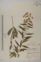 藏品(臺灣馬蘭)的圖片