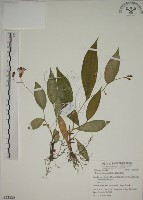 藏品(臺灣油點草)的圖片