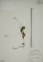 藏品(臺灣油點草)的圖片